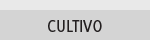 Cultivo